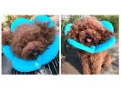 Pet Soft Cone Elizabeth Protective Collar Anti-scratch Protection Cover NO.6