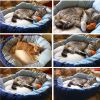 High-quality Senior PP Cotton Soft Dog Cat Pet Bed,Cat Cushion,BLUE