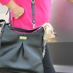 Sadie Mia Michele Black Faux Pebble Leather Carry Bag (Size: One Size)
